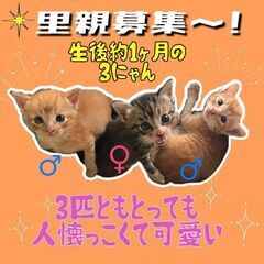生後1ヶ月半位　乳飲み子から育った小さな可愛い3兄妹【11/20...