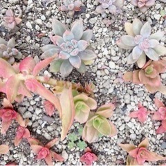 カップ　多肉植物鉢植え用の画像