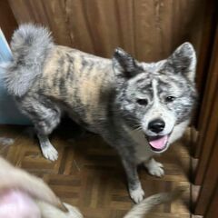 と～～ってもマイペースな秋田犬の女の子。まったりできるおうち探し...