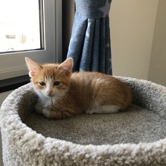 子猫飼われてる方！