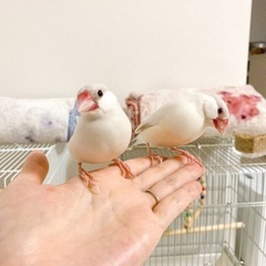 ライトシルバー文鳥の姉妹ペア