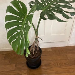 モンステラ③ の画像