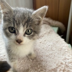 超絶美人猫