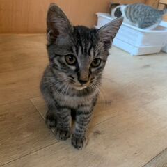 サバトラの男の子・生後3ヶ月半✨兄弟猫ぜんぶで5匹います💛みんな...