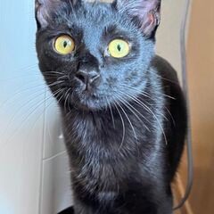 【更新】先輩猫大好き❤「ボンゴ」ちゃん♀生後6〜7ヶ月