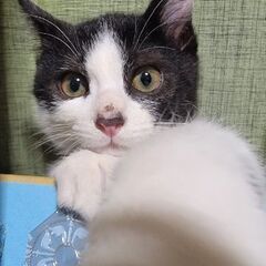 【更新】元気で甘えんぼ🖤🤍「月見(つきみ)くん」♂