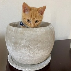 寂しがりの茶トラくんです💕
