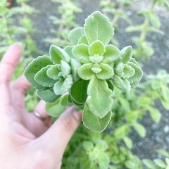パステルミント 苗 