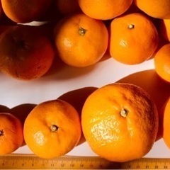 みかん3kg 和歌山県産