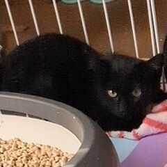 メス推定２ヶ月半～3ヶ月の子猫の里親を募集いたします