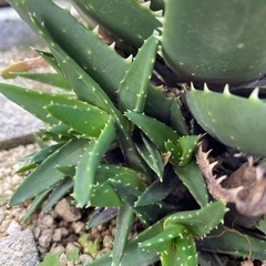 本日夕方取り引き可能な方　アロエ株わけ　