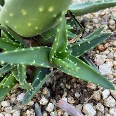 平日夕方取り引き可能な方　アロエ株わけ　の画像