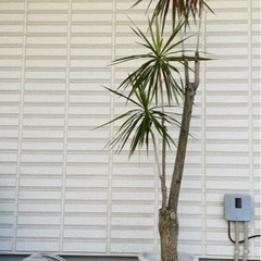 観葉植物ドラセナ ・コンシンネ200㎝