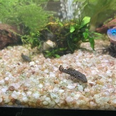 ミニプッシャープレコの画像