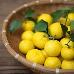 ミネラル醗酵ドリンク教室〜柚子〜の画像