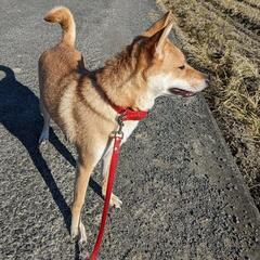 《再募集》2019年11/11生れの室内飼い中型犬♀里親募集 − 愛媛県