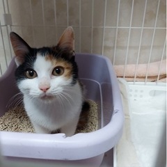 4ヶ月の三毛猫の女の子、里親募集❤️【正式譲渡になりました】