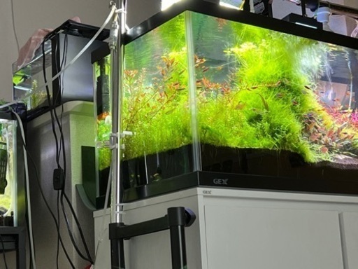 水槽一式　熱帯魚混み