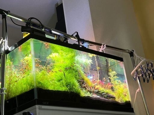 水槽一式　熱帯魚混み