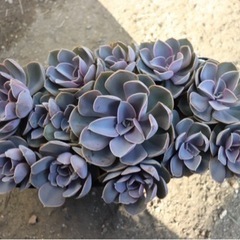 商談成立【多肉植物】パールフォンニュルンベルグ　鉢ごとの画像