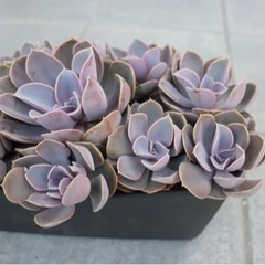 商談成立【多肉植物】パールフォンニュルンベルグ　鉢ごとの画像
