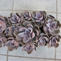 商談成立【多肉植物】パールフォンニュルンベルグ　鉢ごとの画像