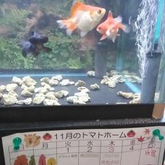 水槽  浄化装置  照明  エアポンプ