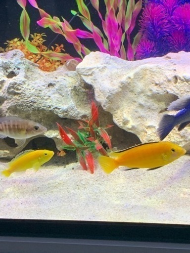 熱帯魚(アフリカンシクリッド)約15匹