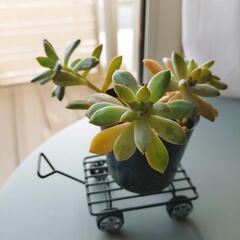 (取り置き)多肉植物