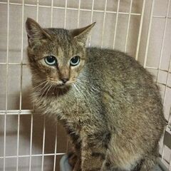 グリーンの目をした美人猫。保護しましたので、里親募集いたします。