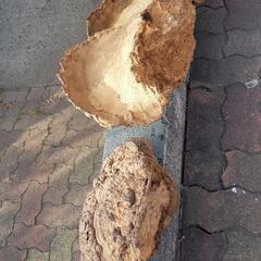 さるのこしかけの画像