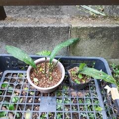 星葉蘭 あと２つ 植物