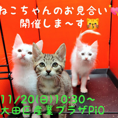 推定9/1生ミルクボランティアさんが育てた3兄妹 (保護猫)