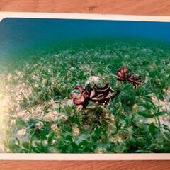 マレーシア/ボルネオ島　水中写真　海の魚　絵葉書　ポストカード　8枚セットの画像