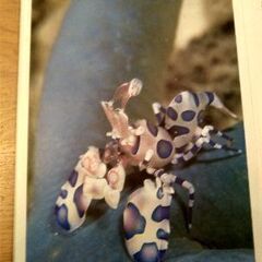 マレーシア/ボルネオ島　水中写真　海の魚　絵葉書　ポストカード　8枚セットの画像