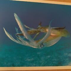 マレーシア/ボルネオ島　水中写真　海の魚　絵葉書　ポストカード　8枚セットの画像