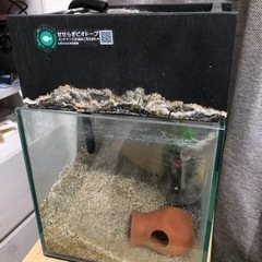 水槽20cm せせらぎ室内ビオトープセット★決まりました！