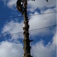 伐採　薪用　原木　無料でさしあげますの画像