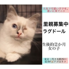 片目にハンディがありますが、元気❣️可愛いラグドールちゃん。アゴ...
