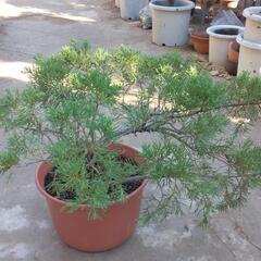 庭木　植木　ミヤマビャクシン