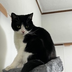 【トライアル決まりました】マンチカン✖️スコッティシュのmixです