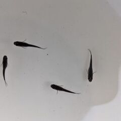 上見強ラメブラックダイヤ若魚　１ペアの画像