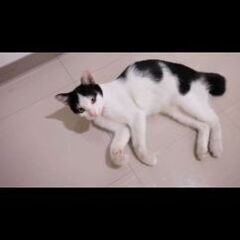 6ヶ月の子猫ちゃん