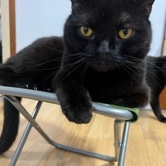決まりました。ありがとうございました。ブリティッシュ男の子