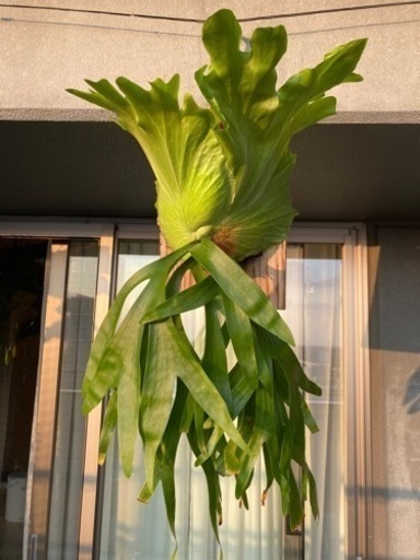 ビカクシダ　コロナリウム　コウモリラン　板付