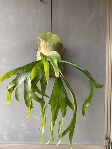 ビカクシダ　ビフルカツム　マウントルイス　コウモリラン