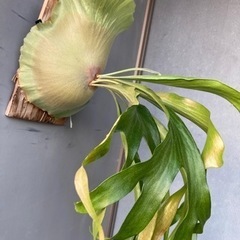 ビカクシダ ビフルカツム マウントルイス コウモリラン