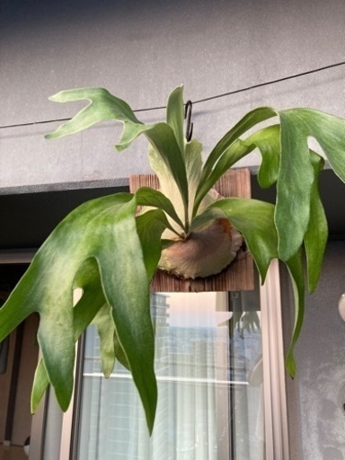 コウモリラン　板付