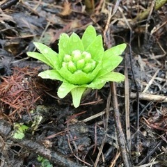山菜狩り・キノコ狩りなど遊び仲間募集します！