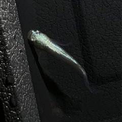 【青蝶】メダカ ロングフィン/生後4-5ヶ月/1.5cm-3cm...